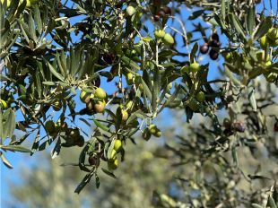 L’oli d’oliva verge extra de l’Empordà, protagonista del primer Mercat de l’Oli Nou a Barcelona