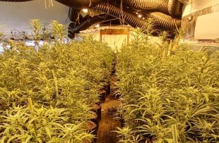 Dos detinguts responsables de dos cultius de marihuana a Lloret i Riudarenes amb 1.171 plantes
