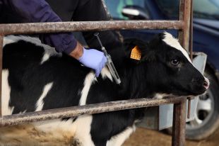 Els pagesos reclamen que es clarifiqui quan s'aturaran els buidatges per la DNC