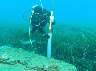 Les praderies submarines retenen fins a 40 milions de tones de carboni a tot el món