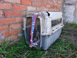 Detingut a Santa Coloma de Farners per maltractar fins a la mort una gossa