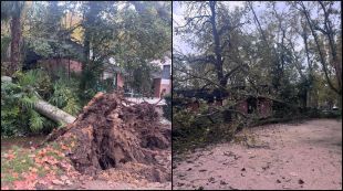 Girona talarà un segon arbre de la Devesa pel risc que també acabi caient