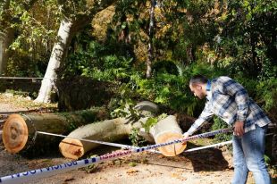 Girona talarà un segon arbre de la Devesa pel risc que també acabi caient