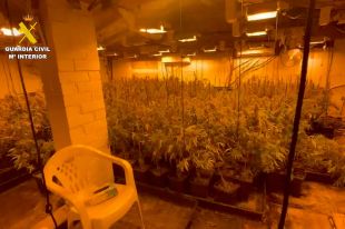 Un detingut per tenir 350 plantes de marihuana i 22 quilos de cabdells en una casa de Riudarenes