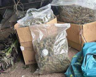Un detingut i 330 plantes intervingudes en una plantació de marihuana a Sant Hilari Sacalm