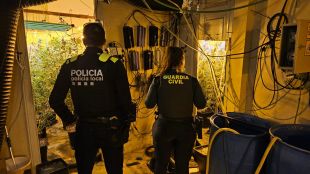 Detingut el responsable d'un cultiu de marihuana amb 408 plantes a Hostalric