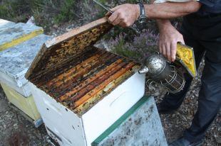 Els apicultors gironins recullen 300 tones de mel en una campanya irregular per les pluges