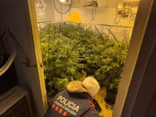Troben 250 plantes de marihuana en un pis de Girona i 19 amb la llum punxada a Domeny