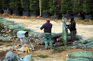 Els productors d'avets del Montseny no podran cobrir l'alta demanda per l'efecte de la sequera