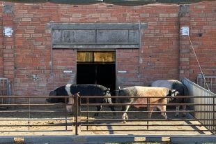 Els ramaders confien en les mesures de bioseguretat contra la pesta porcina