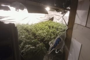Tres homes a presó per tenir 487 plantes de marihuana i 20 kg de cabdells en una casa a Tossa
