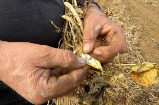 Santa Pau preveu ''la millor collita en anys'' de fesols