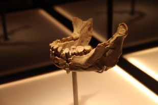 Traslladen la mandíbula de Banyoles de la farmàcia Alsius fins al nou Museu Arqueològic