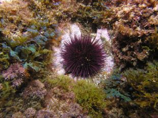 Un estudi proposa usar els 'halos' d’eriçons per mesurar la salut del litoral mediterrani