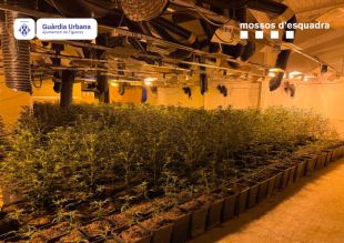 Tres detinguts responsables d'un cultiu amb 1.830 plantes de marihuana a Figueres