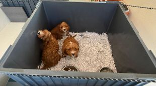 Detingut a Girona per importar il·legalment cadells de gossos procedents d'Eslovàquia