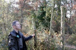 Detecten per primer cop tales d'arbres il·legals a finques privades de la Selva per a fer tions