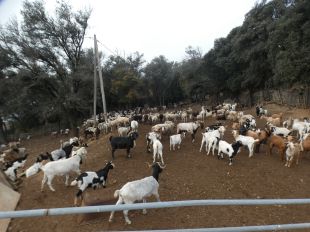Una investigació dels Mossos de Medi Ambient a Girona acaba amb un detingut al Montseny