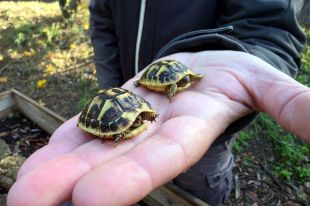 La població de tortugues mediterrànies de l'Albera mostra signes de recuperació