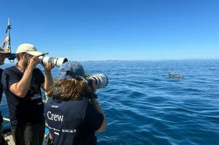 Un estudi confirma la convivència estable entre dofins i pescadors al Cap de Creus