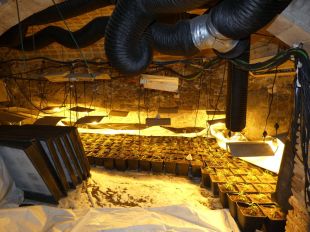 Desmantellen una plantació de marihuana en una casa a Vilanova de la Muga