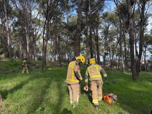 Figueres tala 45 pins de la Pujada del Castell perquè estaven morts o amb risc imminent de caure
