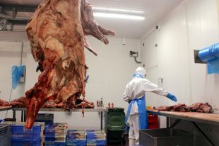 Els majoristes de senglar veuen la situació ''insostenible'' amb tones de carn sense sortida