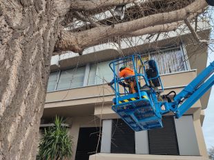 Girona arranjarà 791 escocells i podarà 107 arbres les pròximes setmanes