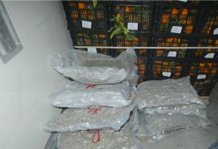 Intervinguts 245.000 euros en marihuana dins un camió a Llers