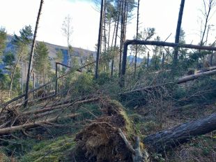 L'episodi de fort vent a la vall de Camprodon destrossa 35 hectàrees de bosc públic