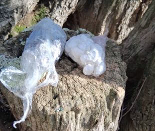 Un detingut per amagar droga en una olivera a Mont-ras