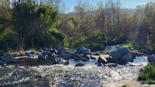 L'ACA impulsa un projecte per restaurar un tram de la Tordera a Fogars de la Selva