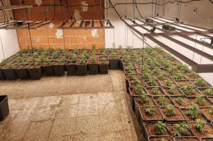 Detecten dos habitatges a Figueres amb la llum punxada i 289 plantes de marihuana 