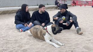 Blanes tanca la prova pilot de la Platja per a Gossos amb balanç positiu