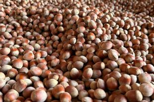 El sector de l’avellana alerta d’una forta caiguda de la producció a Girona