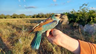 El gaig blau es consolida a l’Alt i el Baix Empordà amb 151 polls nascuts el 2025
