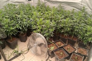 Dos detinguts a Lloret per tenir 350 plantes de marihuana i 64.500 euros en efectiu en dos domicilis 
