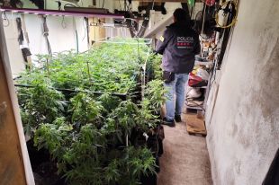 Dos detinguts per tenir més de 180 plantes i 1,5 quilos de cabdells de marihuana a la Bisbal