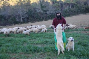 Un pastor compra un ramat d'ovelles per mantenir viva la transhumància al Pla de l'Estany