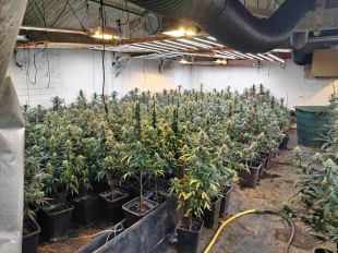 Desmantellen un cultiu amb 533 plantes de marihuana en una granja abandonada de Navata