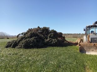 El xiprer emblemàtic de la Bisbal no es pot replantar després de caure pel vent