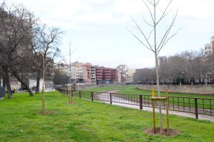Girona preveu plantar uns 150 arbres en els propers dotze mesos