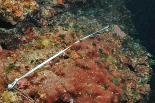 Una investigadora de la UdG proposa una alternativa per tractar aigües contaminades d'arsènic