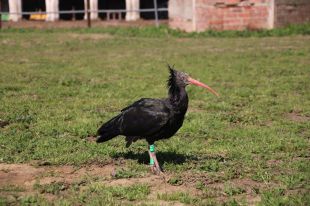 Alliberen una vintena d'ibis ermitans als Aiguamolls de l'Empordà per recuperar l'espècie