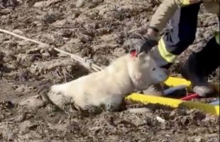 Rescaten un gos atrapat al fang en una bassa de Sant Gregori