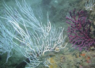 Els microplàstics alteren el metabolisme de les gorgònies mediterrànies