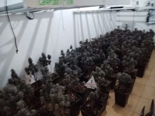 Desmantellen un cultiu amb 199 plantes de marihuana en una casa de Figueres