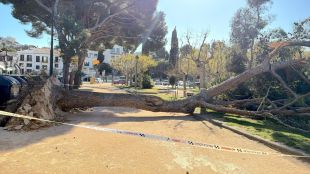 Els Bombers reben uns 170 avisos per la ventada, el 90% a la demarcació de Girona