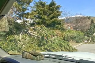 Campelles extraurà 7.300 tones de fusta dels boscos destrossats per la ventada