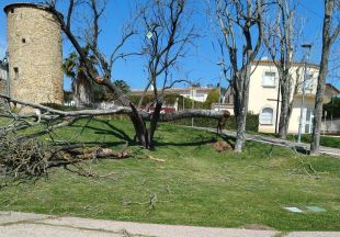 Platja d’Aro registra mig centenar d'arbres caiguts pel temporal de vent dels darrers dies